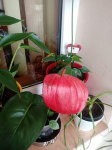 Anthurium Scherzerianum mini coral