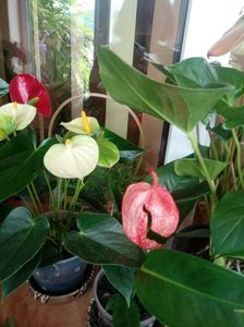 Anthurium