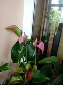 Anthurium Lilas roz