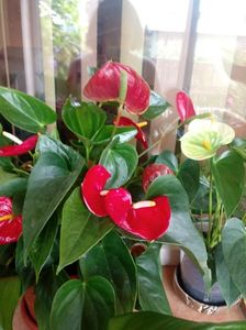 Anthurium