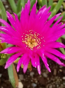 Lampranthus