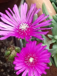 Delosperma Cooperii