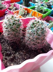 Mammillaria Zeilmanniana