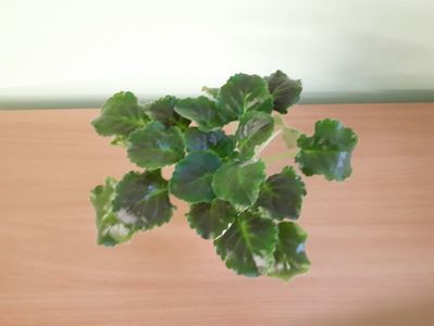 Violeta LE Pisanka (22); Planta tanara viguroasa, inradacinata in pahar de plastic - 22 Lei.
