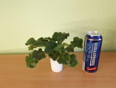 Doza de bere este pentru comparatie ca dimensiune.