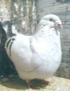 111023779_VVYUVQR