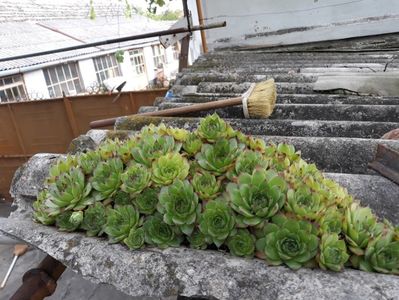 Sempervivum pe ondulate