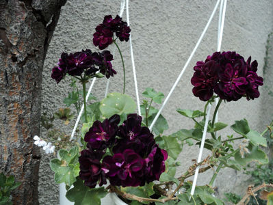 poze 2015 294