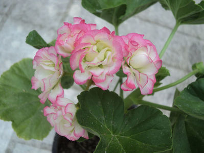 poze 2015 306