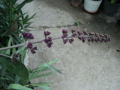 Buddleia davidii , Liliac de vara iun.2018