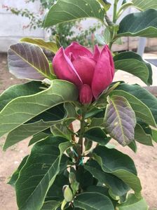 Prima floare magnolia Genie