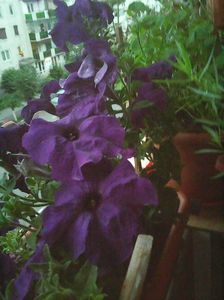 Photo8616