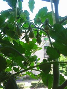 Photo8624