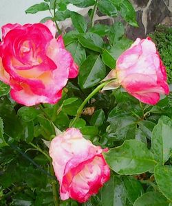Nuovo_1_Photo8661