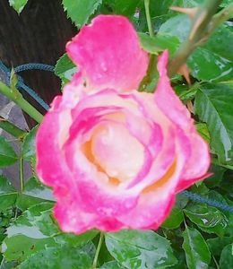 Nuovo_1_Photo8662