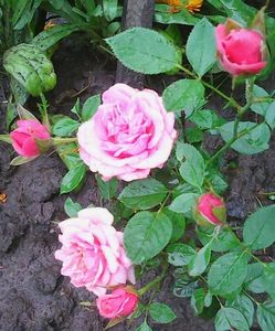 Nuovo_1_Photo8670
