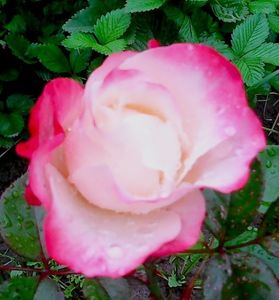 Nuovo_1_Photo8673