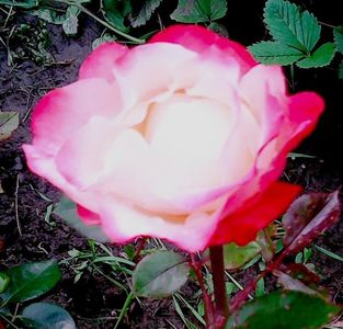 Nuovo_1_Photo8689