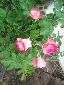 Photo8699