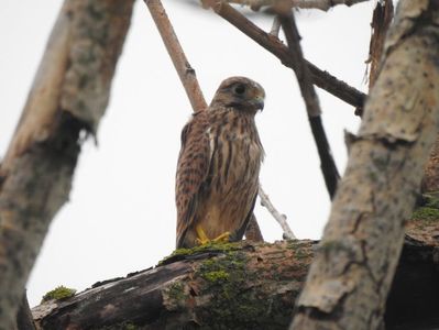 Vânturel roşu (Falco tinnunculus)