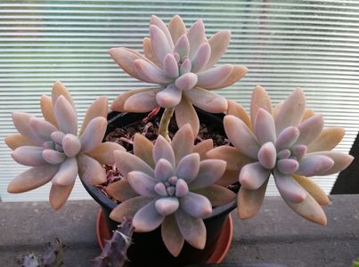 Pachyphytum longifolium?