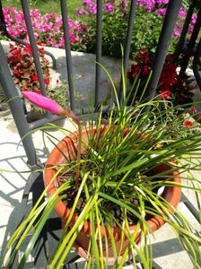 Zephyranthes Rosea