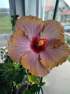 Hibiscus Gomer Moorea Francoise Levavasseur