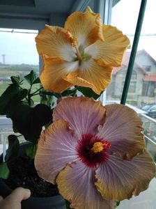 Hibiscus Gommer Moorea Francoise Levavasseur and Moorea Sahara