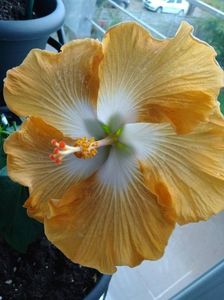Hibiscus Gomer Moorea Sahara
