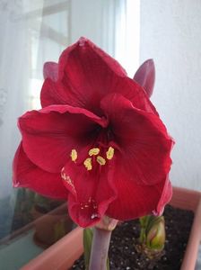 Amaryllis Carmen