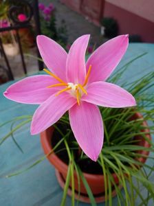 Zephyranthes Rosea