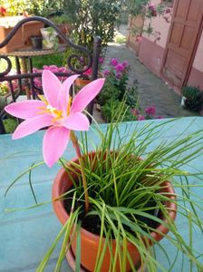 Zephyranthes Rosea