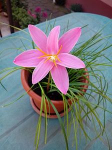 Zephyranthes Rosea