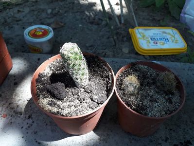 Multumesc dnei Marina Bolintinu