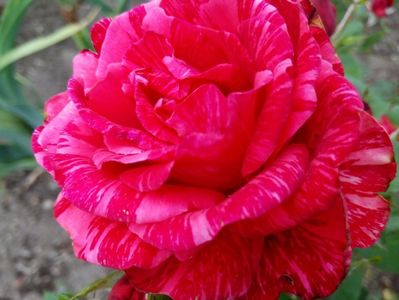 Red intuition