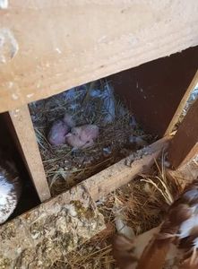 received_106551916929934