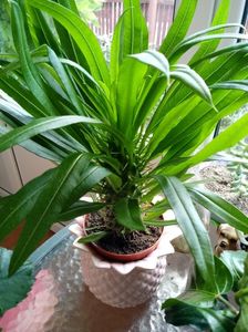 Pachypodium Lamerei