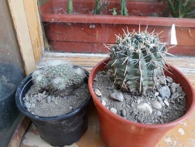 Mamillaria si notocactus de la magdasomesan