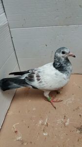 vandut