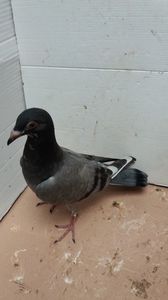 vandut