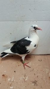 vandut