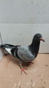vandut