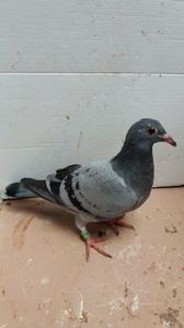 vandut