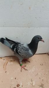 vandut