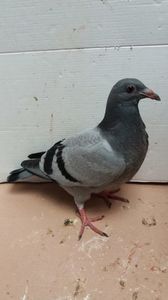 vandut