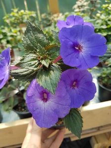 Odessa blue