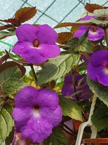 Purple king