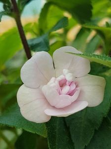 Duble pink rose