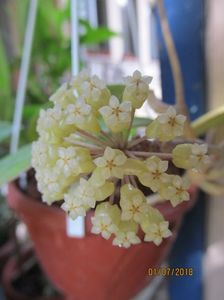 Vitellinoides
