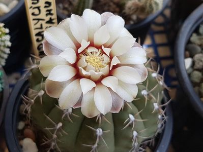 Gymno quehlianum